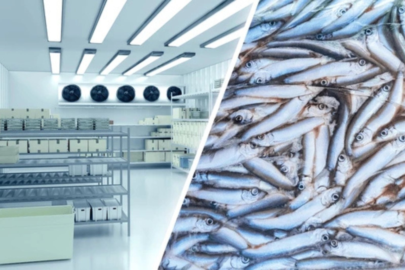 Fish-cold-Storage-room-in-Bangalore-cold-smith-enterprise.jpg